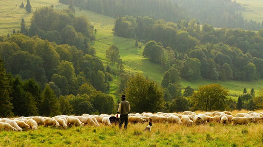 Kann unsere Ernährung die Umwelt beeinflussen?