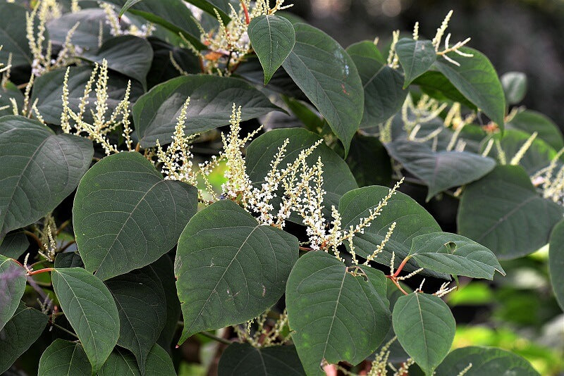 Resveratrol – Japanischer Staudenknöterich – Anwendung und Eigenschaften