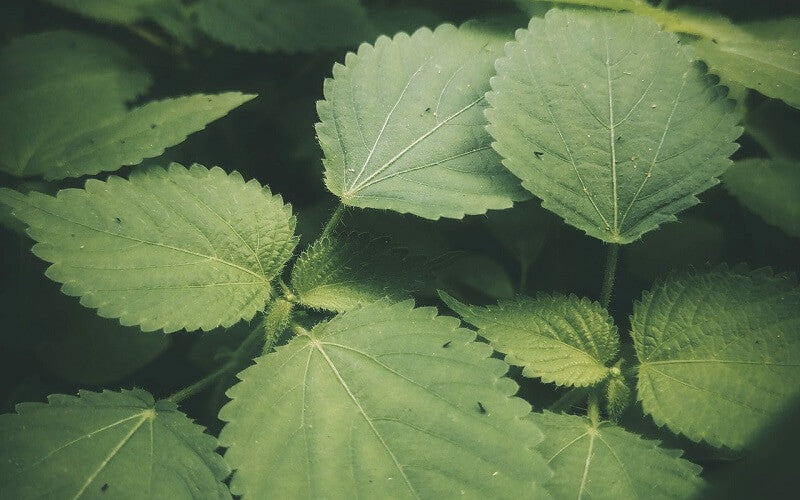 Forskolin oder indischer Brennnesselextrakt – wogegen hilft es?