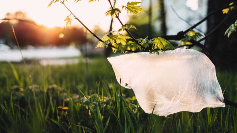 Wie schaden Plastiktüten unserem Planeten und wie kann man ohne sie einkaufen?