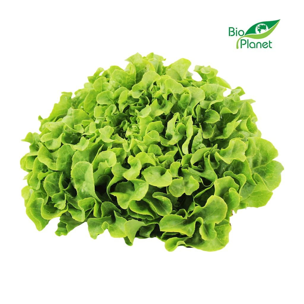 Sale green oak lettuce fresh BIO (Polish) (approx. 250g)